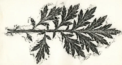 Mugwort