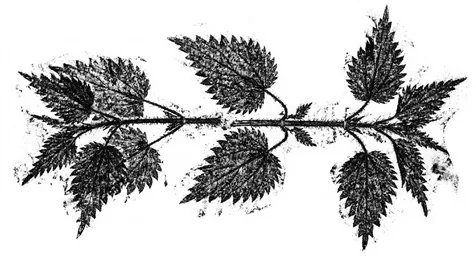 Nettle