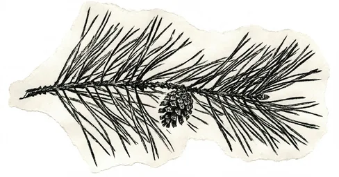 White Pine