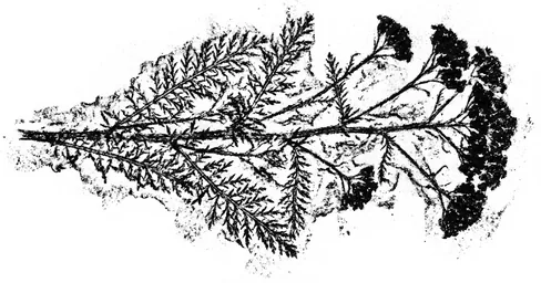 Yarrow