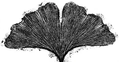 Ginkgo