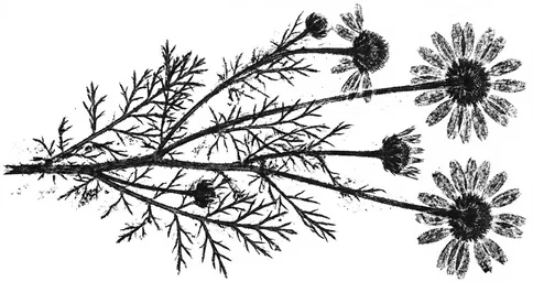 Chamomile