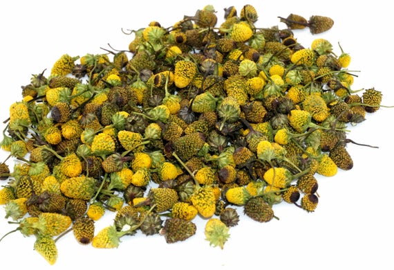 Spilanthes