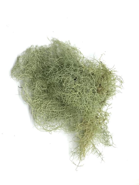 Usnea