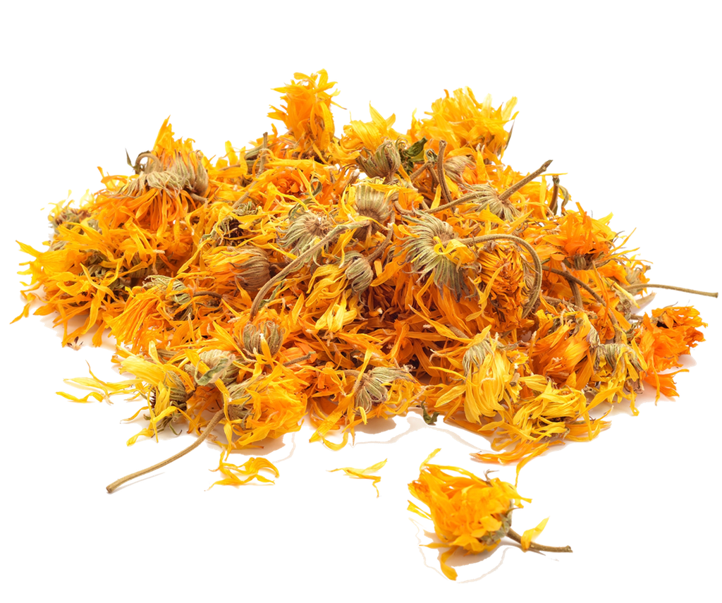 Calendula