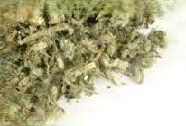 Horehound