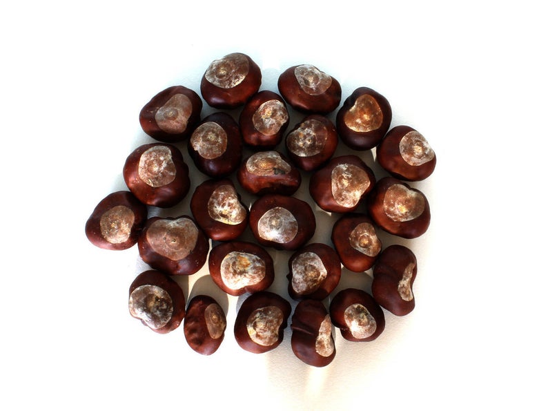 Horse Chestnut