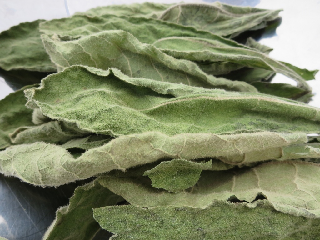 Mullein Leaf