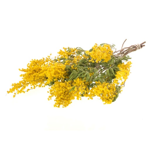 [MIMOSA-FLOWER-AN-OZ] Mimosa Flower