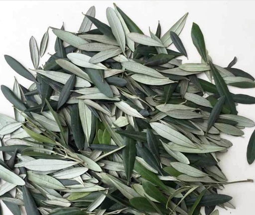[OLIVE-LEAF-AN-OZ] Olive Leaf