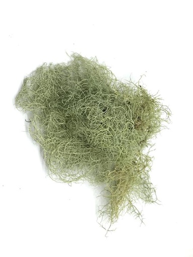[USNEA-AN-OZ] Usnea